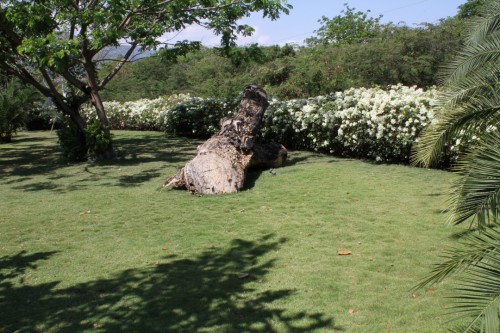 haiti_jardin_residentiel_10