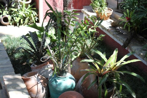 haiti_jardin_residentiel_17