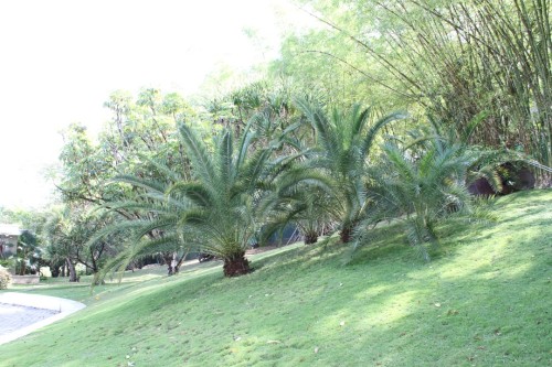 haiti_jardin_residentiel_9